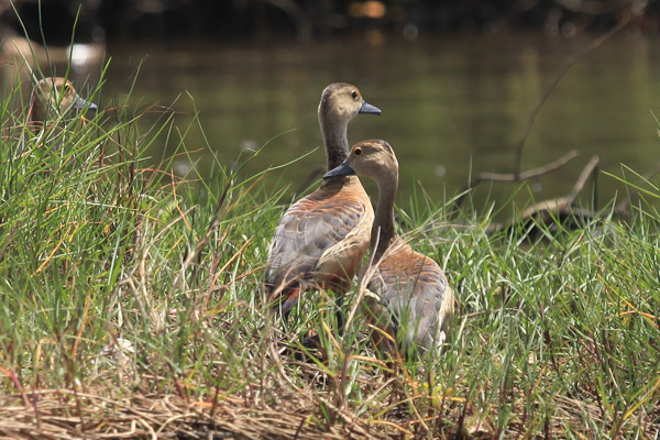 Lesser Whistling Duck